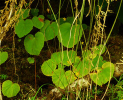 Begonia lutea, flowering monophyllous individuals, Cano Cristales, Meta, Colombia