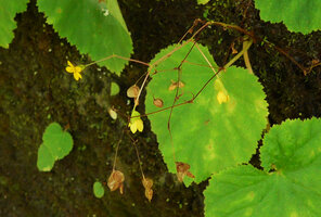 Begonia lutea, leaves, flowers and dry capsular fruits, Cano Cristales, Meta, Colombia