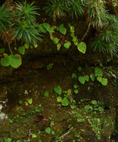 Begonia lutea, population of monophyllous individuals on shaded perhumid vertical sandstone rock under a carpeting Navia species, Cano Cristales, Meta, Colombia