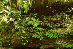 Begonia lutea, population on stratified sandstone, Cano Cristales, Meta, Colombia