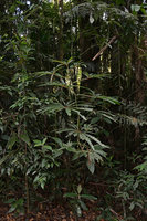 Begonia luxurians, Serra dos Orgaos NP,Teresopolis , Brazil