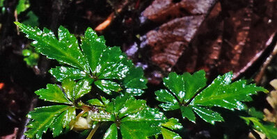 Begonia maguniana, characteristic Anemone like palmate leaf shape, Langda, West Papua