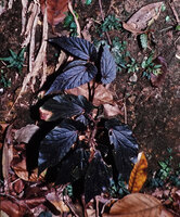 Begonia malabarica, a form with dark brown, almost black silver spotted leaves, Neyyar, Kerala, India
