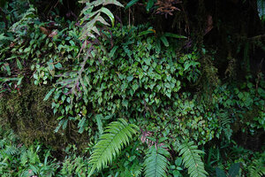 Begonia manuselaensis, dense much branched carpeting population with characterictic long acuminate leaves, Manusela NP, 1000 m asl, Moluccas