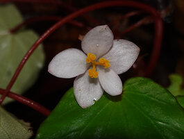 Begonia manuselaensis, five tepaled female flower with three parted stigmatic lobes, Waai waterfall, Ambon, Moluccas