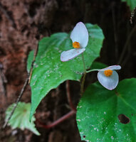 Begonia manuselaensis, inflorescence with two male flowers, Soya Hatalae, Ambon, Moluccas