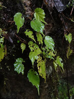 Begonia manuselaensis, long acuminate leaves, Manusela NP, 1000 m asl, Moluccas