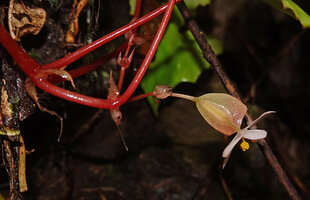 Begonia manuselaensis, red stem and petioles, persistent stipules, cupular bracts and female flower, Waai waterfall, Ambon, Moluccas