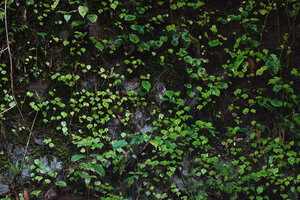 Begonia manuselaensis, stems creeping on a vertical perhumid rock face, Waai waterfall, Ambon, Moluccas