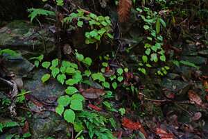 Begonia manuselaensis, stems creeping on the rocks thanks to the nodal adventitious roots, Waai waterfall, Ambon, Moluccas