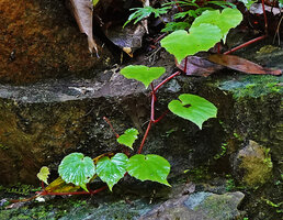 Begonia manuselaensis, thin stem with long red internode, Waai waterfall, Ambon, Moluccas