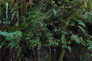 Begonia manuselaensis, vegetative population carpeting a perhumid vertical rock face, Manusela NP, 1000 m asl, Moluccas