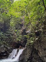 Begonia manuselaensis, vegetative population carpeting the vertical perhumid rock faces, Waai waterfall, Ambon, Moluccas