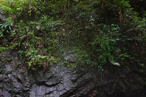 Begonia manuselaensis, vegetative population on a vertical perhumid rock face, Waai waterfall, Ambon, Moluccas