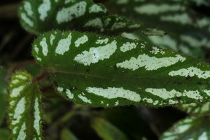 Begonia mariachristinae, bright silver white refractive  markings due to epidermal cells filled with gas, Putao, Kachin, Myanmar