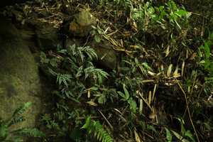 Begonia mariachristinae in rocky habitat, Putao, Kachin, Myanmar