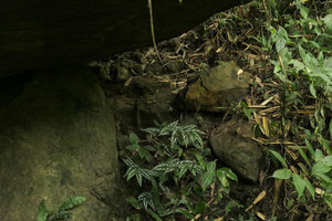 Begonia mariachristinae under a big boulder, Putao, Kachin, Myanmar