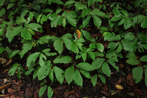 Begonia melinauensis, vegetative population, Gunung Mulu NP, Sarawak, Borneo
