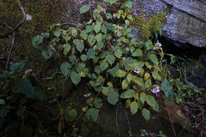 Begonia meyeri johannis climbing on a mossy seeping rock and the white flowering Phyllopentas schumanniana, Way to Lupanga peak, 1500 m asl, Uluguru Mts, Tanzania