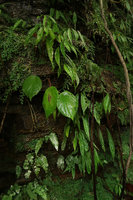 Begonia montis elephantis and B. potamophila on their vertical seeping schist cliff habitat, Mont des Elephants, Kribi, Cameroon