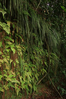 Begonia montis elephantis in habitat, on the vertical cliff among Cyperaceae and Ferns, Mont des Elephants, Kribi, Cameroon