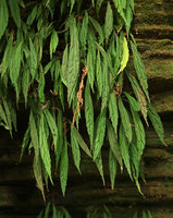 Begonia montis elephantis, long somewhat bullate pendant leaves, Mont des Elephants, Kribi, Cameroon