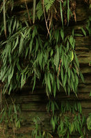 Begonia montis elephantis on its vertical seeping cliff habitat, Mont des Elephants, Kribi, Cameroon