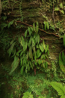 Begonia montis elephantis on the vertical cliff among Selaginella, Mont des Elephants, Kribi, Cameroon