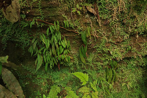 Begonia montis-elephantis population creeping on the vertical cliff among Selaginella, Mont des Elephants, Kribi, Cameroon