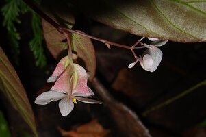 Begonia mufidahkallae, branched male inflorescence and two basal female flowers, Gale Gale, 300 m asl, Seram, Moluccas