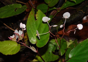 Begonia mufidahkallae, long narrow stipules, two tepaled male flowers, large pink wings of the ovary, Gale Gale, 300 m asl, Seram, Moluccas