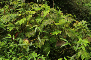 Begonia multangula, leaves covered by algae due to permanent spray of water, Pelangi waterfall, Malang, Java