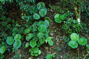 Begonia nelumbonifolia growing among vertical limestone rocks, Coban, Alta Verapaz, Guatemala