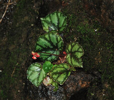 Begonia nigritarum, a form with brown design along the main veins and silvery patches between veins, Estrella Waterfall, Narra, Palawan, mai 2011