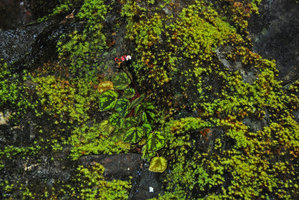 Begonia nigritarum  among mosses, Estrella Waterfall, Narra, Palawan, Philippines