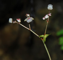 Begonia nigritarum, flower and fruit detail, Estrella Waterfall, Narra, Palawan, Philippines