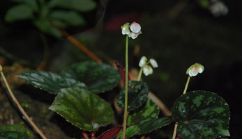 Begonia nigritarum, flower buds detail, Estrella Waterfall, Narra, Palawan, Philippines