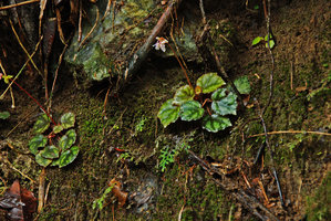 Begonia nigritarum on earth bank, Estrella Waterfall, Narra, Palawan, Philippines