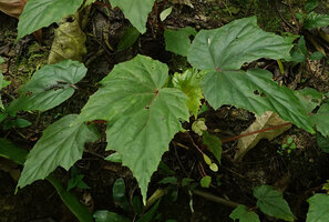 Begonia oxyloba flowering on decaying tree log, Amani, 900 m asl, East Usambara Mts, Tanzania