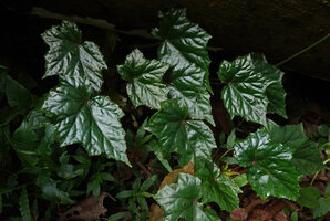 Begonia oxyloba, hydathodes excreting water at the periphery of the leaf blades in the morning, Amani, 900 m asl, East Usambara Mts, Tanzania