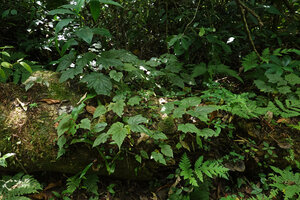 Begonia oxyloba individuals on decaying tree log, Amani, 900 m asl, East Usambara Mts, Tanzania