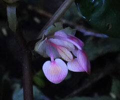 Begonia oxyloba, inflorescence with bracts, male and female flowers, Choma waterfall, Uluguru Mts, Tanzania