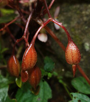 Begonia oxyloba, mature reddish fleshy fruits, Amani, 900 m asl, East Usambara Mts, Tanzania