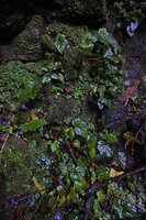 Begonia oxyloba, population on vertical mossy rock, Choma waterfall, Uluguru Mts, Tanzania