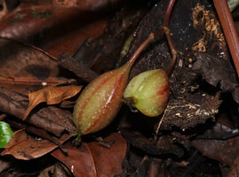 Begonia oxyloba, ripe fleshy fruits, Amani, 900 m asl, East Usambara Mts, Tanzania