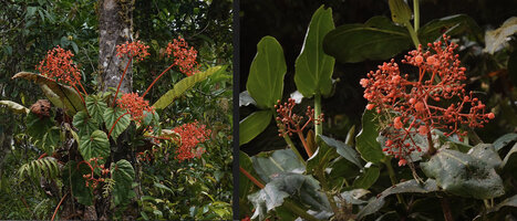 Begonia oxysperma on left and Medinilla compressicaulis on right, both with same inflorescence structure and colour, in the same place and both blooming on 24th April 2026, Banaue 1700 m asl, Luzon, Philippines