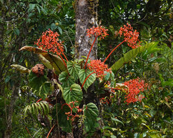 Begonia oxysperma, bright orange inflorescences with very long peduncle exposing the flowers to pollinators outside the foliage, Banaue 1700 m asl, Luzon, Philippines