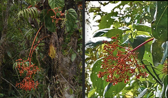 Begonia oxysperma on left and Medinilla compressicaulis on right, both species with long orange inflorescence peduncle displaying the flowers outside the foliage, and small orange flowers, Banaue, Luzon