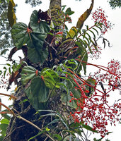 Begonia oxysperma, orange flowers, inflorscence peduncle, petiole and main veins, Banaue, 1700 m asl, Luzon, Philippines