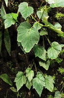 Begonia palmata, a silver spotted form from Taiwan on the vertical garden, Istanbul